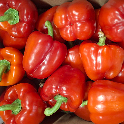 Capsicum Red 5Kg