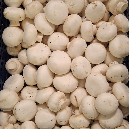 Cup Mushrooms 2.5Kg